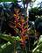 Heliconia