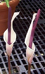 A.haematospadix 5-7-01