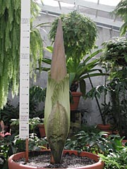 A. titanum 5-9-01