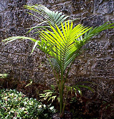 Archontophoenix myolensis