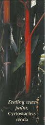 Cyrtostachys renda