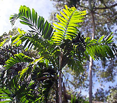 Drymophloeus pachycladus