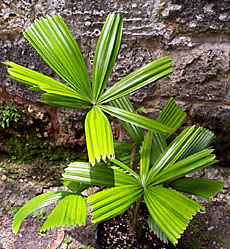 Licuala spinosa