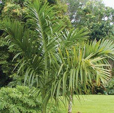 Gaussia attenuata