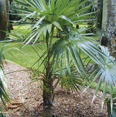 Schippia concolor