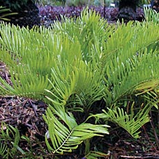 Zamia integrifolia