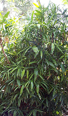 Rhapis subtilis