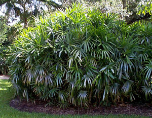 Rhapis excelsa