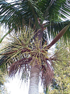 Satakentia liukiuensis