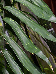 Zamia variegata