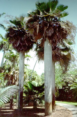 copernicia_baileyana.JPG (66368 bytes)