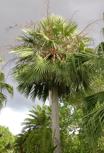 Copernicia alba