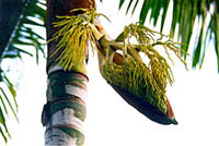 Dypsis leptocheilos
