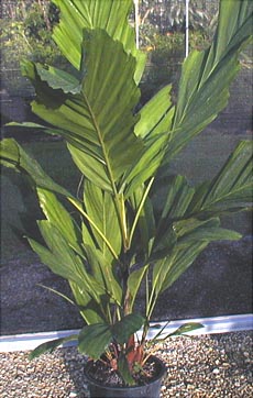 Ptychosperma schefferi