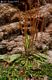 Plantago virginica