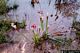 Sarracenia leucophylla